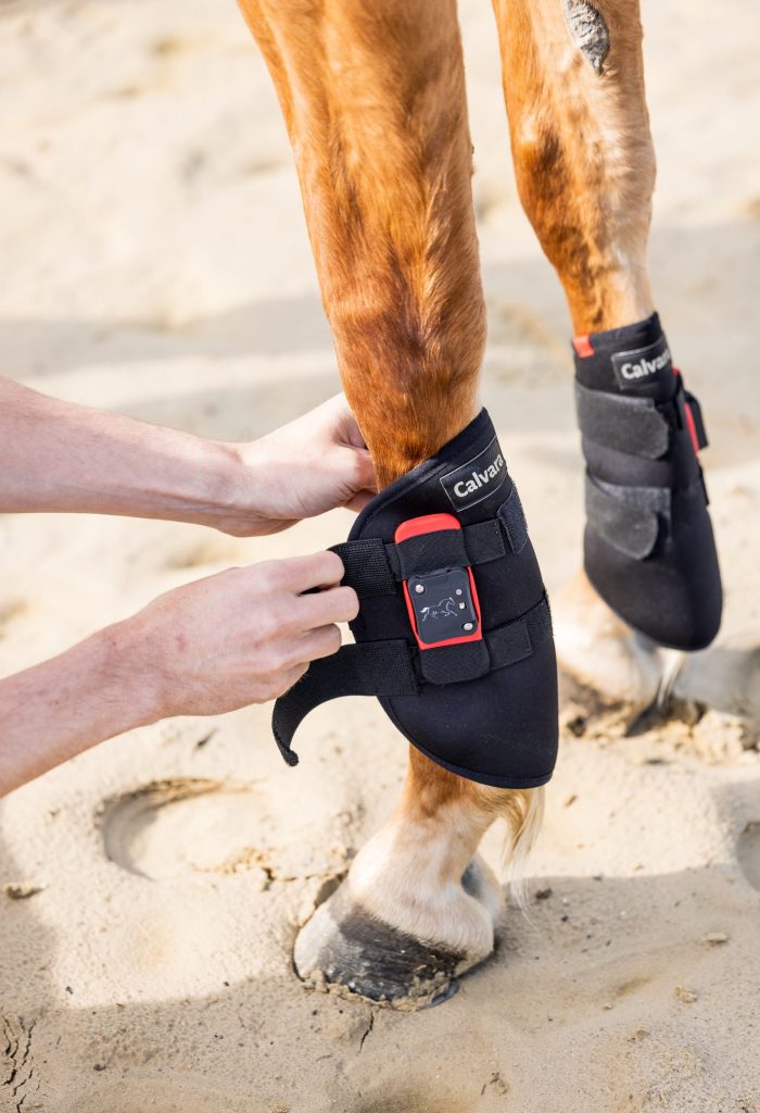 Hände befestigen einen CALVARA-Sensor mit schwarzer Gamasche am Vorderbein eines Pferdes.